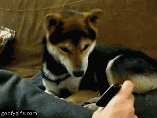 cute animals GIF