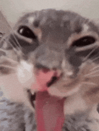 Freak Cat Meme GIF