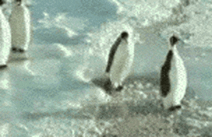 humour penguin GIF