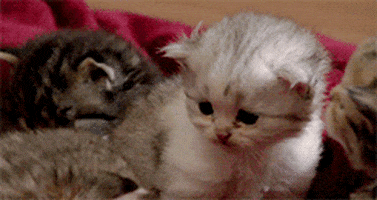 too cute cat GIF