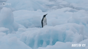 Penguin GIF by PBS