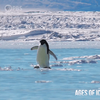 Here I Come Penguin GIF by PBS