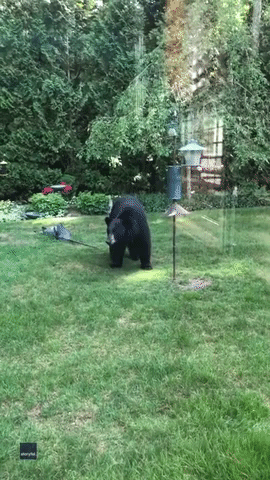Bear Makes A Mess In Backyard