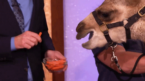conan obrien camels GIF by Team Coco