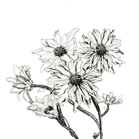 timobolte art flower wedding spring Sticker