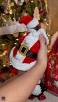 Adorable Guinea Pig Gets Into Festive Spirit With Tiny Santa Costume