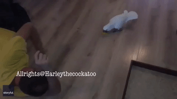 When Push Comes to Shove... Ingenious Cockatoo Discovers New Game