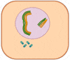 work mitosis GIF