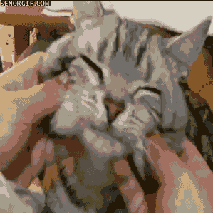 cat face GIF by Cheezburger