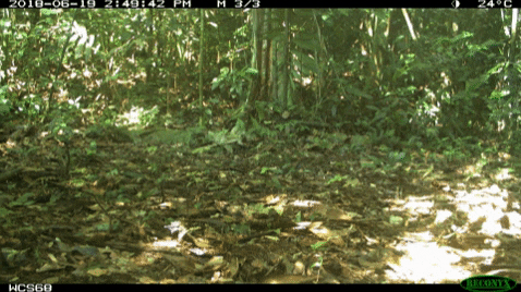 wcsperu giphygifmaker pig forest wild GIF