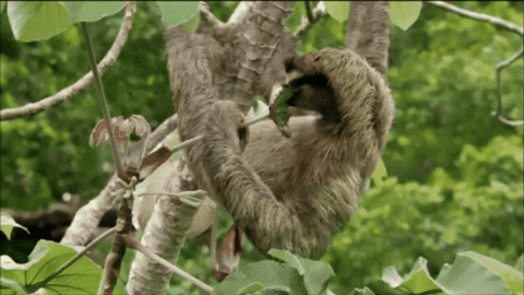 CreatureFeatures giphygifmaker three-toed sloth GIF