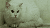 cat watching GIF by Maudit