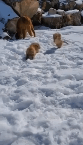 Puppies Enjoy First Snow as Winter Hangs On
