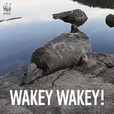 Video gif. A seal is lying prone on a rock and someone yells out, "Wakey wakey!" Their head pops up and they stare at us, as we've disturbed their peace.