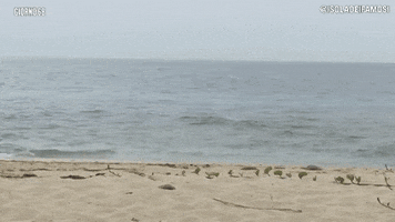 raz degan isola 12 GIF by Isola dei Famosi