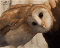 owl deal with it GIF