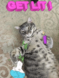 Get Lit GIF by Florida Man Shades