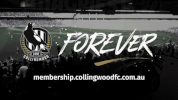 fans crowd GIF by CollingwoodFC