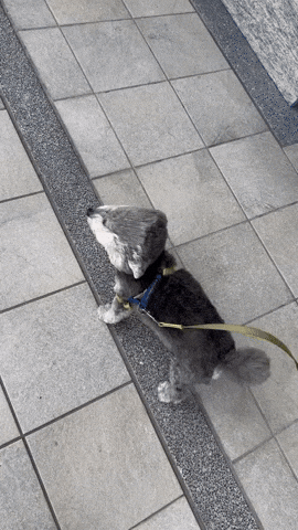 cuteanimalland giphyupload GIF
