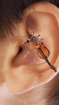 Song Ear GIF