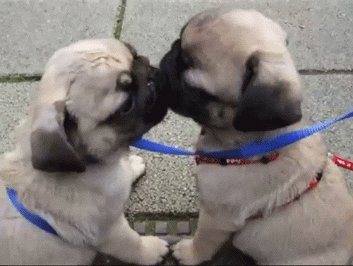 pugs licking GIF