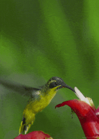 tawny-bellied hermit bird GIF by Head Like an Orange