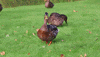 Edge Hill Duck GIF by Edge Hill University