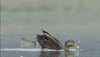 Pbs Nature Ducks GIF by Nature on PBS