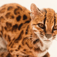 Meowing National Geographic GIF