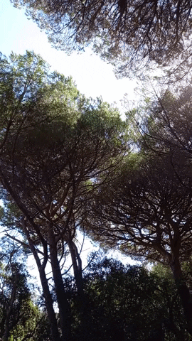 Simongip giphygifmaker GIF