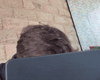 Suspicious Peeking GIF by The Lifehand