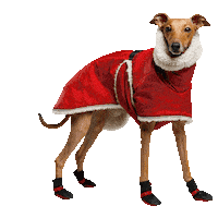 Merry Christmas Dog Sticker