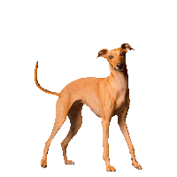 Italian Greyhound Fashion Sticker by Iggy Joey