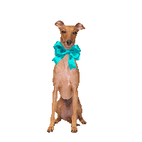 Italian Greyhound Dog Sticker