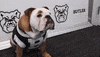 Happy Hi 5 GIF by Butler University