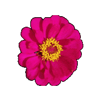 Rosa Flor Sticker by paulacriativa