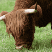Highland Cow Meadow GIF by STARCUTOUTSUK