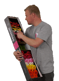 JacOudijk flowers colorful colourfull gerbera Sticker