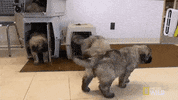 nat geo wild pet GIF by The Incredible Dr. Pol