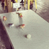 Excited Basketball GIF by JustViral.Net