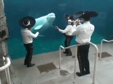 band whale GIF