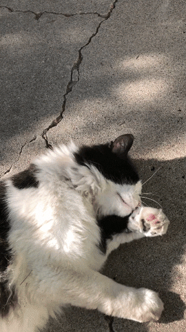 giphyupload GIF