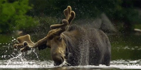 Bbc Two Moose GIF by BBC