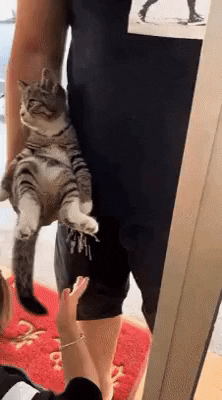 cuteanimalland giphyupload GIF