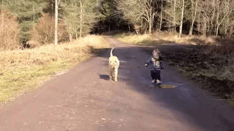cuteanimalland giphyupload GIF
