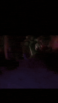 Ugandan Knuckles GIF