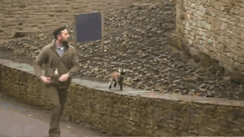 GIF by Random Goat