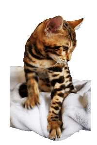 Bengal Cat Sticker by Kitty Fuchs