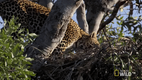 nat geo wild leopard GIF by Savage Kingdom