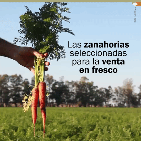 mercado inta GIF